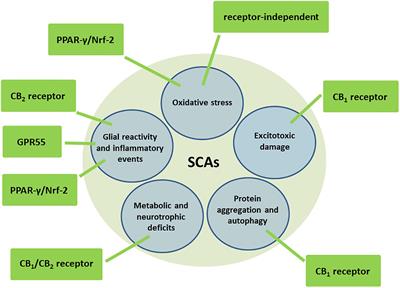 Endocannabinoid System in Spinocerebellar Ataxia Type-3 and Other Autosomal-Dominant Cerebellar Ataxias: Potential Role in Pathogenesis and Expected Relevance as Neuroprotective Targets